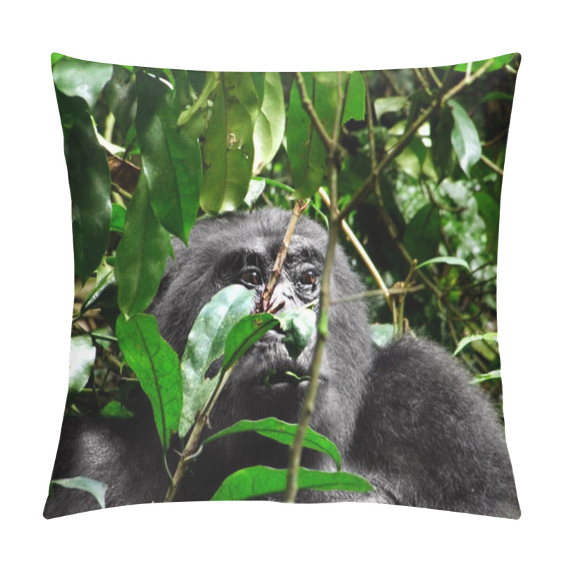 Personality  Gorilla In Uganda Pillow Covers