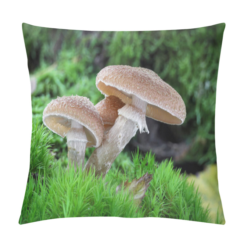 Personality  Group Of Edible Armillaria Ostoyae Mushroom Commonly Known As Honey Mushroom. Czech Republic, Europe. Pillow Covers