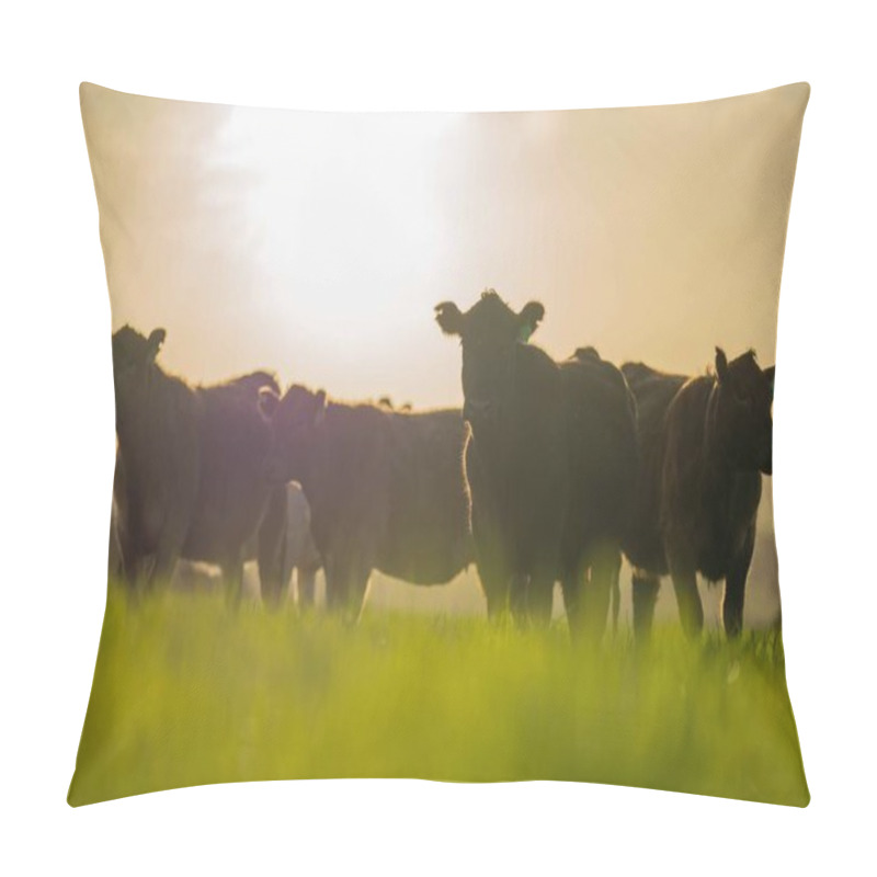 Personality  Stud Angus, Wagyu, Murray Grey, Dairy And Beef Cows And Bulls Grazing On Grass And Pasture In A Field. The Animals Are Organic And Free Range, Being Grown On An Agricultural Farm In Australia. Pillow Covers