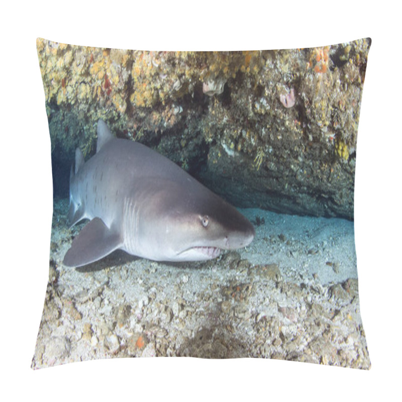 Personality  Picture Shows A Sandtiger Shark In South Africa Pillow Covers