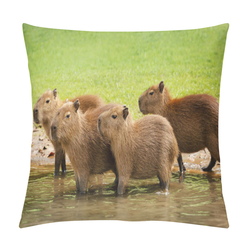 Personality  Group Of Baby Capybaras On A River Bank, South Pantanal, Brazil. Pillow Covers