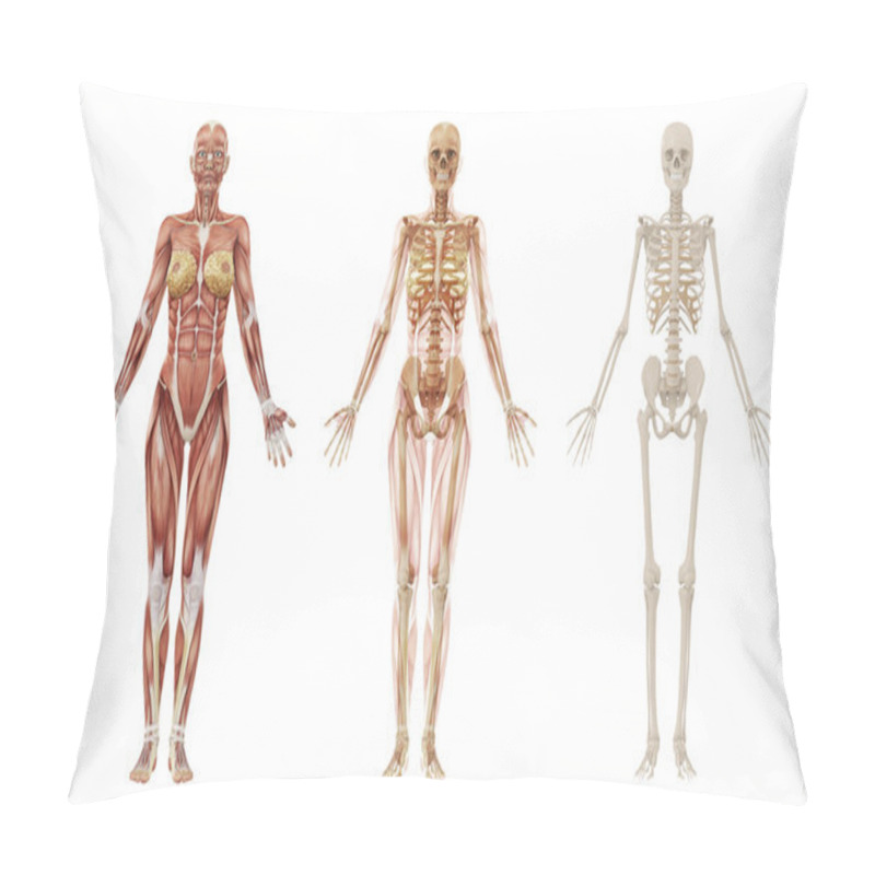 Personality  Female Human Muscles And Skeleton Pillow Covers