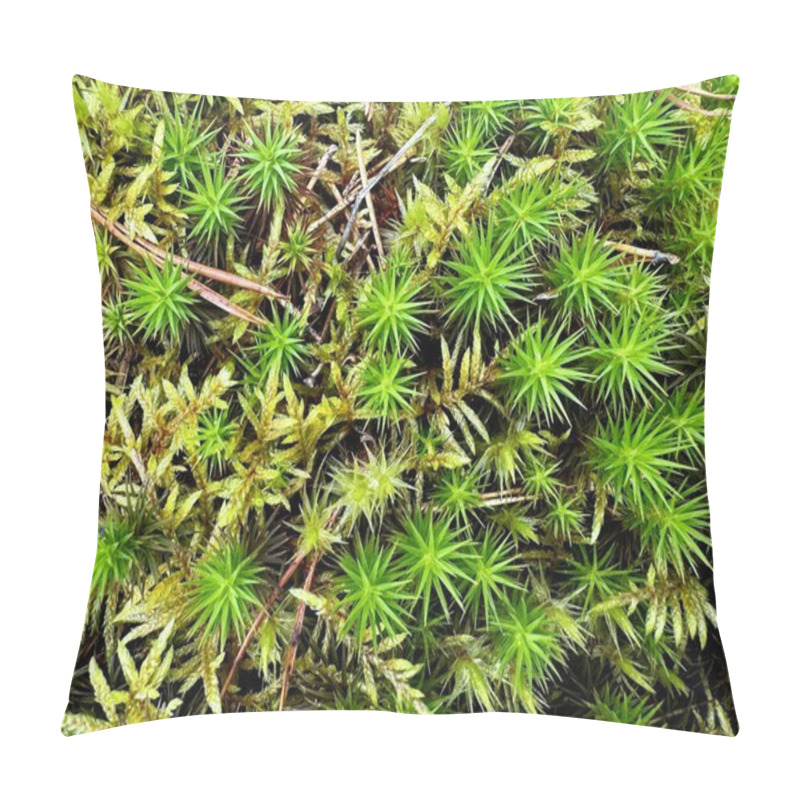 Personality  An Overhead View Of A Vibrant Bed Of Polytrichum Moss With Its Distinctive Spiky Leaves Amidst Autumnal Hues, Capturing The Essence Of A Forest Floor In Fall. Pillow Covers