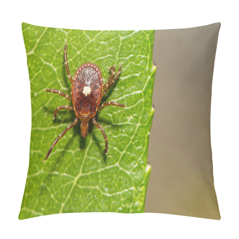 Personality  Lone Star Tick - Amblyomma Americanum Pillow Covers