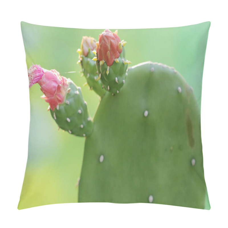 Personality  The Beauty Of The Pink Nopal Cactus Flower. This Plant Has The Scientific Name Opuntia Cochenillifera. Pillow Covers