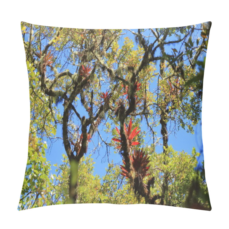 Personality  Bromelia On A Tree In Cerro De La Muerte, Costa Rica Pillow Covers