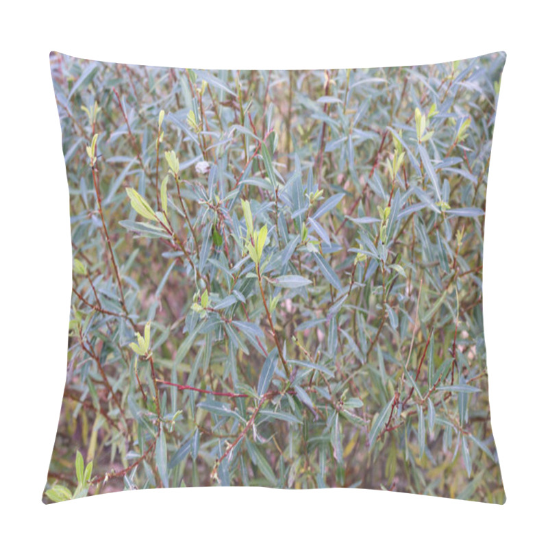 Personality  Close-up Of A Vibrant Green Shrub With Elongated Leaves And Red Stems In Natural Daylight. Pillow Covers