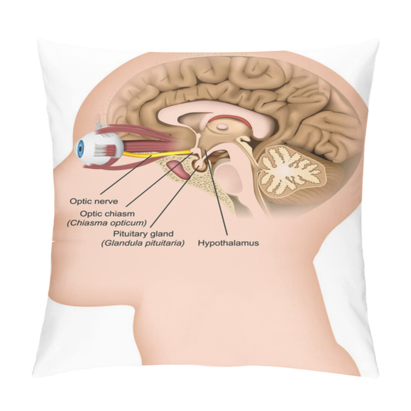 Personality  Optic Nerve Anatomy 3d Medical Vector Illustration On White Background Pillow Covers