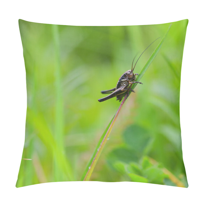 Personality  Bush-cricket Insect Close Up On A Grass Pillow Covers