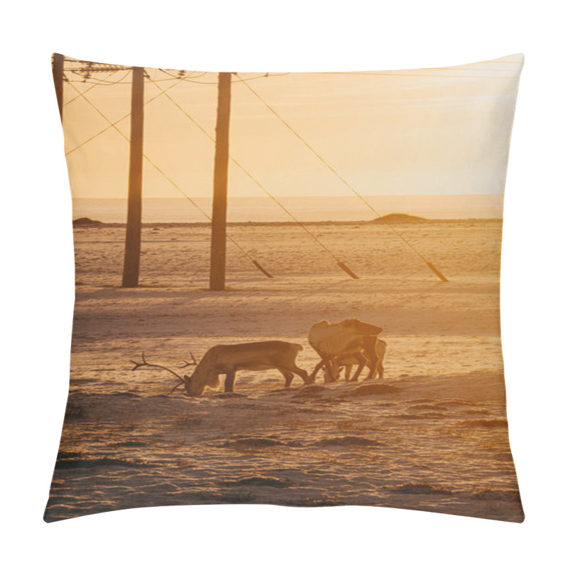 Personality  Silhouetted Reindeer Walking Through The Golden Tundra At Sunset In East Iceland. Pillow Covers