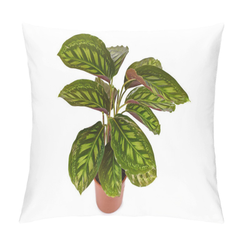 Personality  'Calathea Flamestar' Tropical House Plant With Beautiful Striped Pattern In Flower Pot Isolated On White Background Pillow Covers