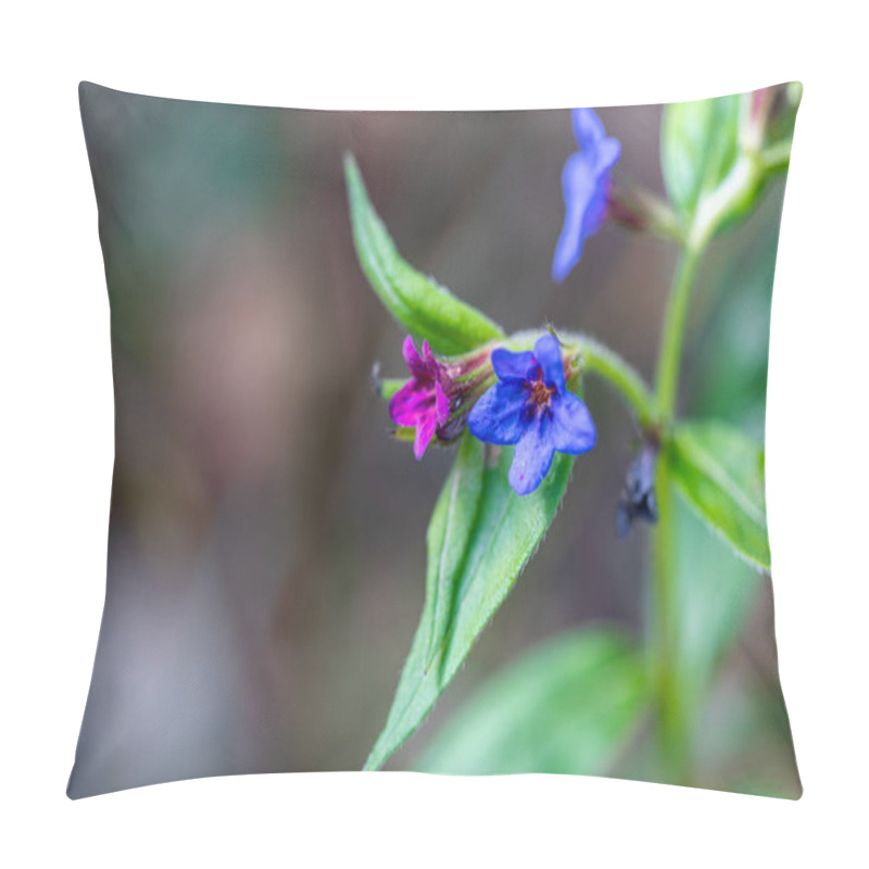 Personality  Floral Elegance: The Wild World Of Purple Gromwell Aegonychon Purpurocaeruleum - Lithospermum Purpurocaeruleum Delicate Blue Flowers, In The Undergrowth. Spring Season. High Quality Photo Pillow Covers