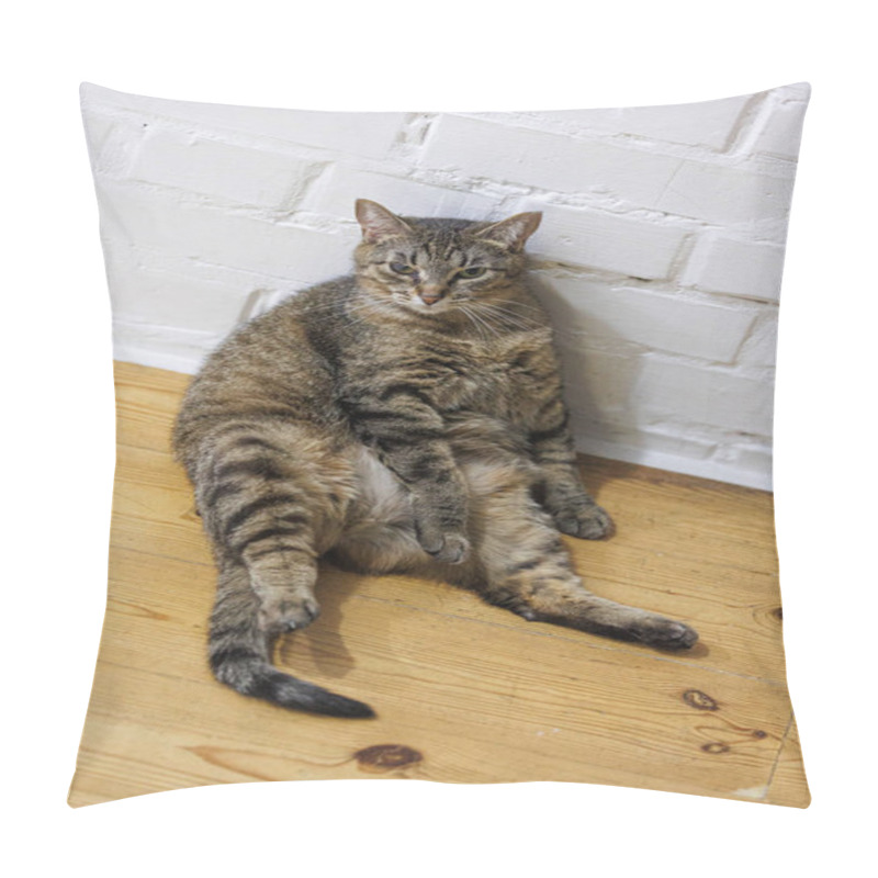 Personality  Cat Sitting Like A Human, Showcasing Its Quirky Personality And Providing A Delightful Glimpse Into Feline Behavior. Ideal For Pet Humor And Animal-themed Content. Pillow Covers