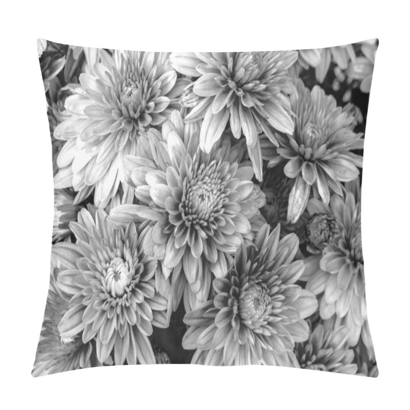 Personality  Blooming Mums Or Chrysanthemums, Black And White Flower Background. Pillow Covers