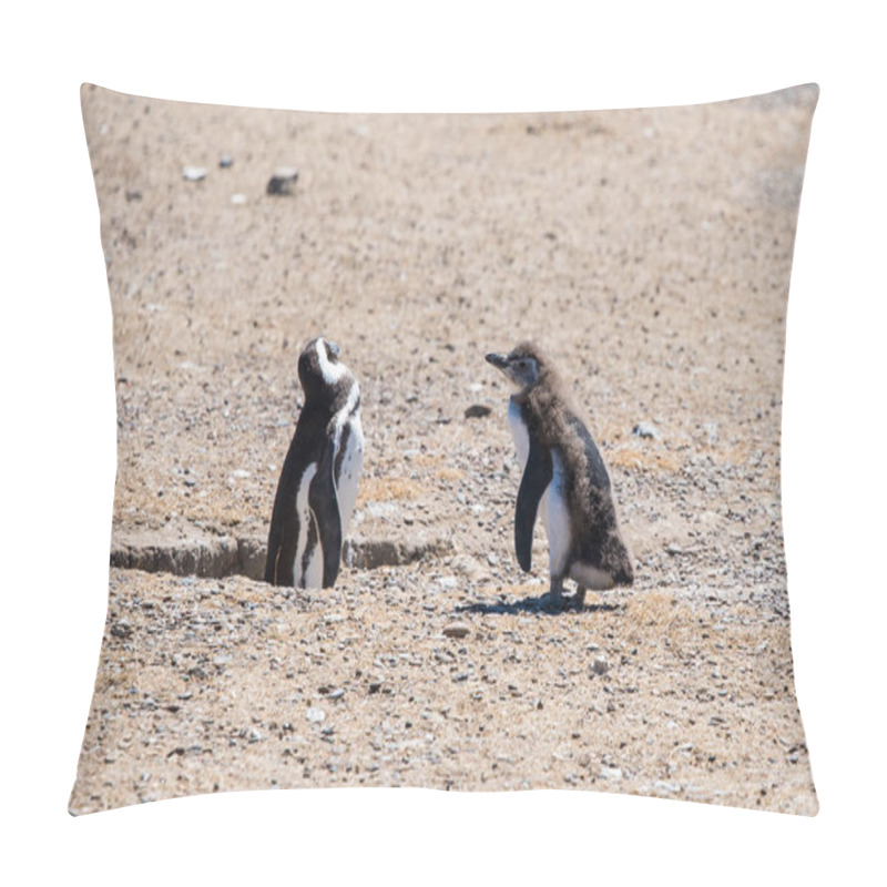 Personality  Couple Of Beautiful Penguins Dwelling Free In A Natural National Park In North Patagonia Near The City Of Puerto Madryn In Argentina. Unesco World Heritage As Natural Reserve Park In A Summer Day. Pillow Covers