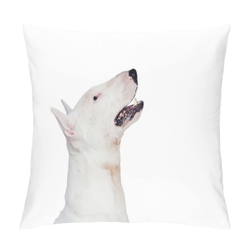 Personality  Beautiful Bullterrier Pillow Covers