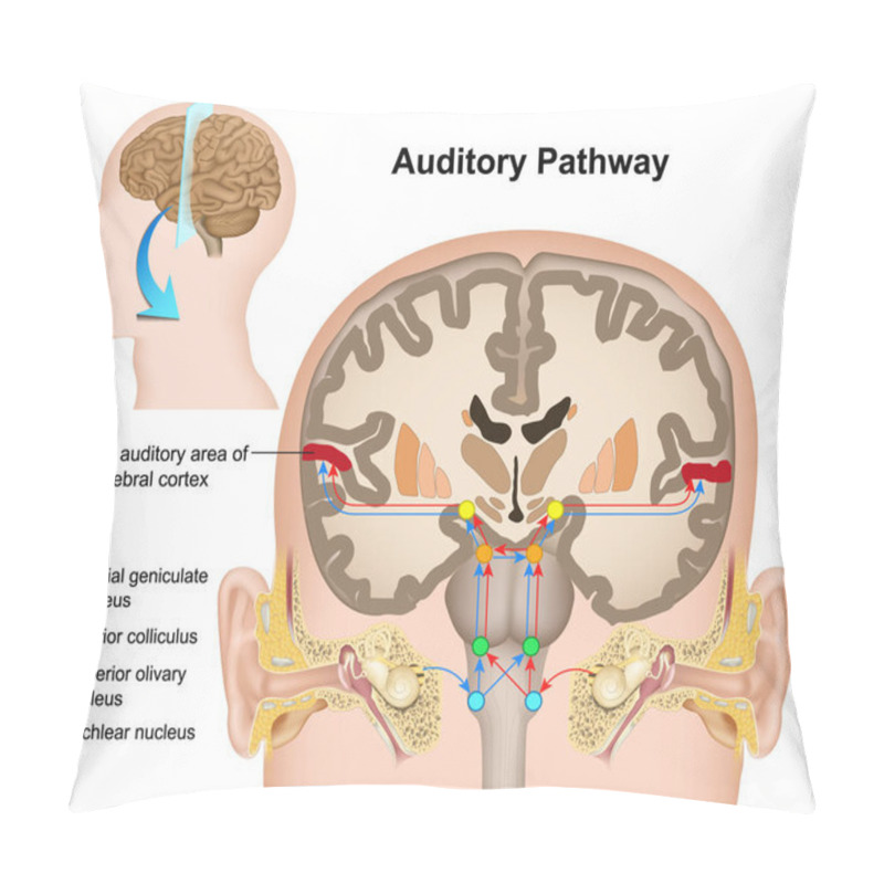 Personality  The Auditory Pathway Medical Vector Illustration On White Background Pillow Covers