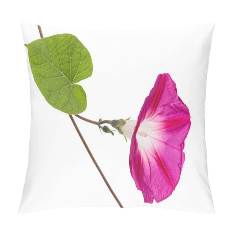 Personality  Pink Flower Of Ipomoea, Japanese Morning Glory, Convolvulus, Isolated On White Background Pillow Covers