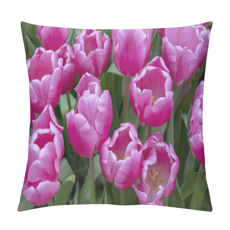 Personality  Beautiful Pink Tulips. The Beginning Of The Spring Holidays Pillow Covers