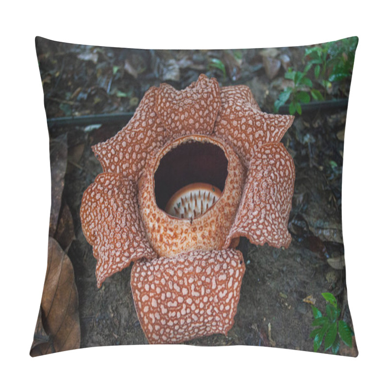 Personality  Red Blooming Rafflesia, The Biggest Flower In The World, Sarawak, Borneo, Malaysia. Plant A Parasite With A Disgusting Smell. Pillow Covers