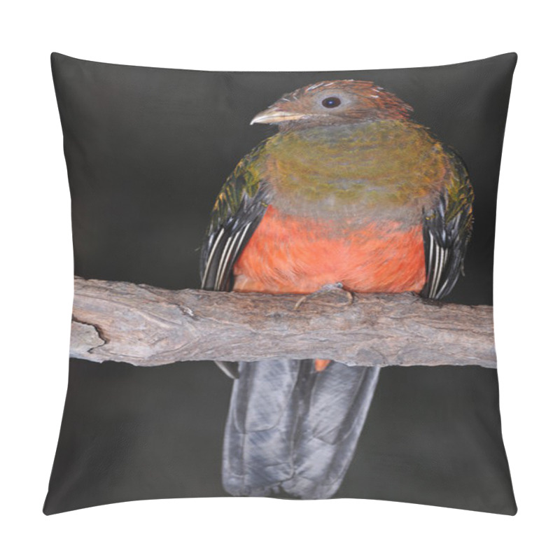 Personality  Close Up Of Pavonine Quetzal (Pharomachrus Pavoninus)standing In A Wood Pillow Covers