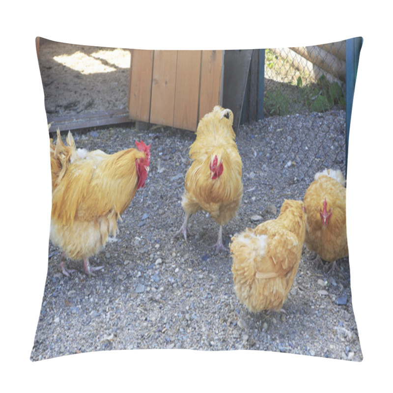 Personality  Orpington Breed Chickens On The Farm Pillow Covers