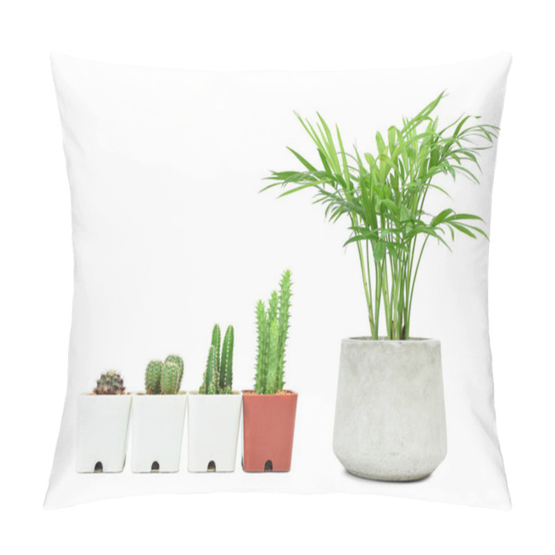 Personality  Unequal Height Potted Cactus And Green Howea Palm-tree Isolated On White Background. Growth Steps Conceptual. Pillow Covers