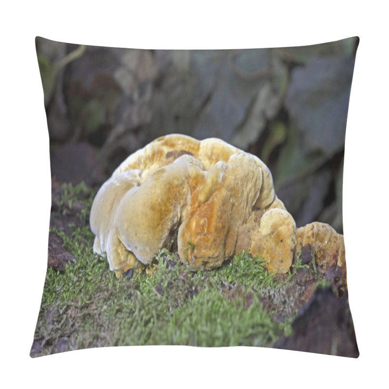 Personality  Trametes Trogii Is A Species Of Fungus Belonging To The Family Polyporaceae.The Fruit Bodies Are Capsular,with A Characteristic Yellowish,gritty Pubescence Above,with Irregular Angular Pores Below Pillow Covers