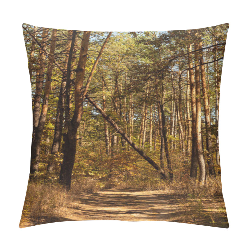 Personality  Scenic Autumnal Forest With Wooden Trunks And Path In Sunlight Pillow Covers