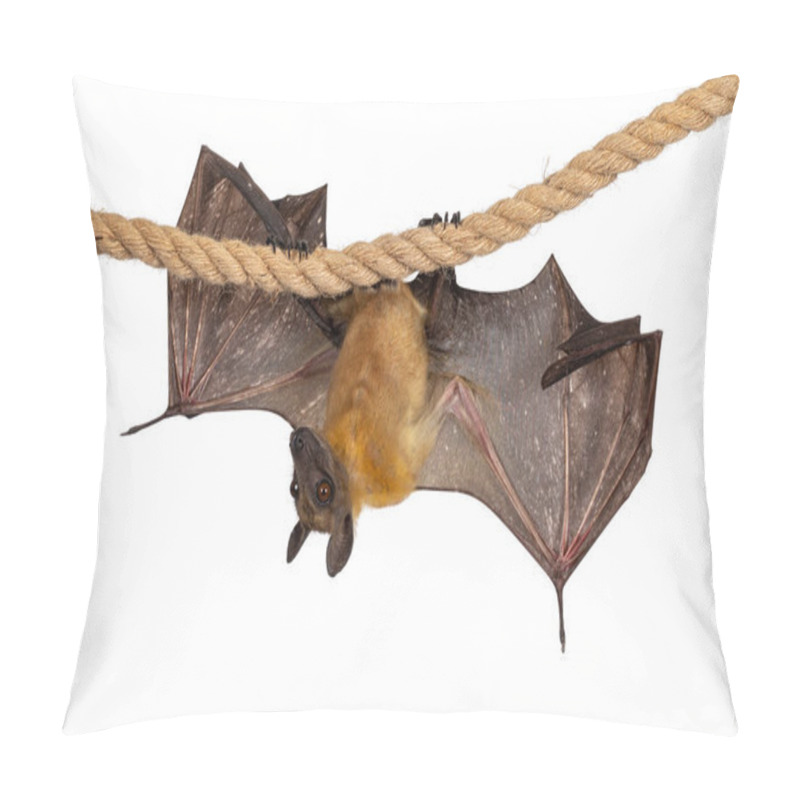 Personality  Young Adult Flying Fox, Fruit Bat Aka Megabat Of Chiroptera, Hanging Side Ways On Sisal Rope With Both Spread Showing Structure Of The Bones. Looking To The Side Away From Camera. Isolated On White Background. Pillow Covers