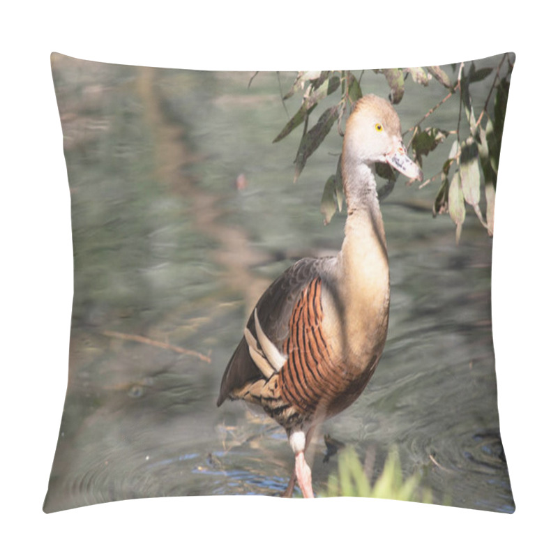 Personality  The Plumed Whistling Duck's Face And Fore-neck Are Light, The Crown And Hind Neck Are Pale Brown And The Brown Feathers Of The Upper Back Are Edged Buff. Pillow Covers