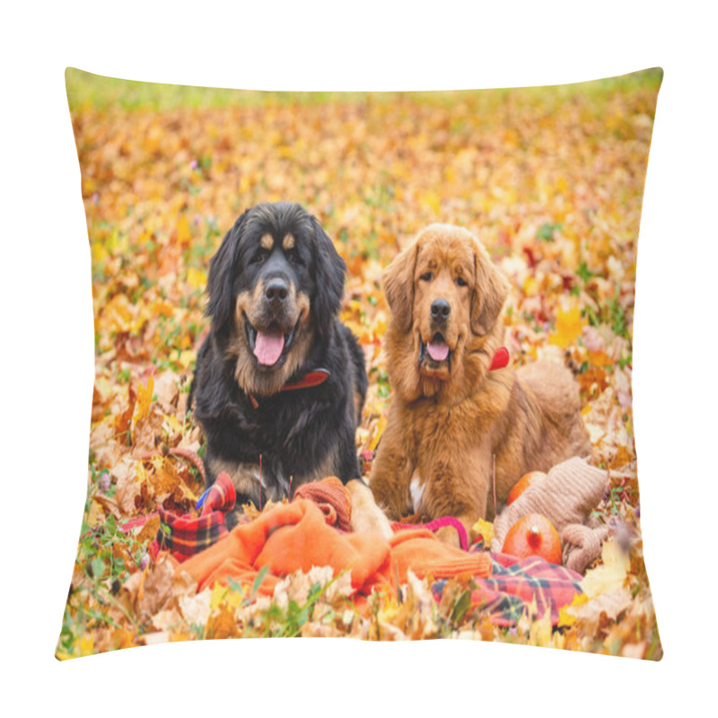 Personality  Two Dogs Lie In The Autumn Foliage And Look At The Camera. Positive Dogs In The Forest. Pillow Covers