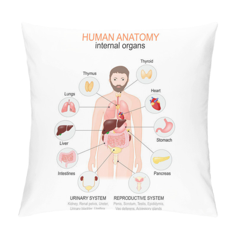 Personality  Anatomy Of Human Body. Internal Organs Of Male. Pillow Covers