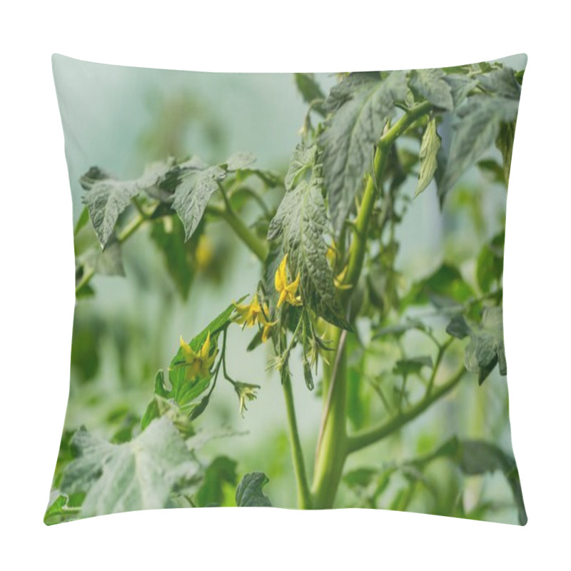 Personality  Tomatoes Growing In Greenhouse. Pillow Covers