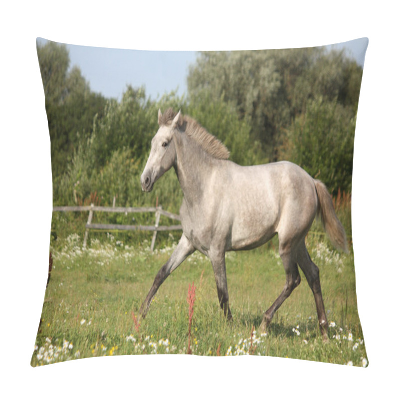 Personality  Beautiful Gray Andalusian Colt (young Horse) Trotting Free Pillow Covers