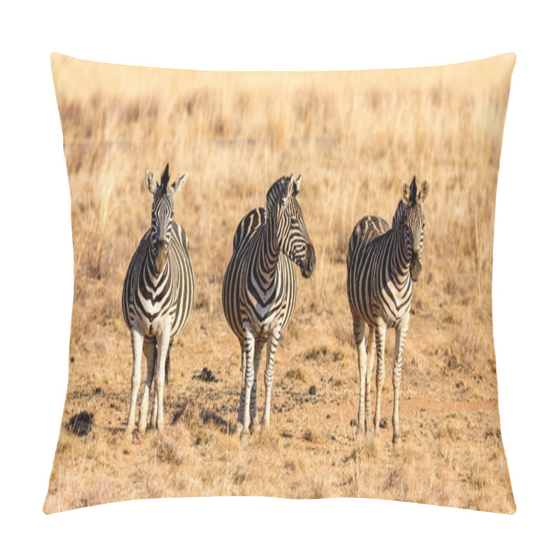 Personality  The Three Zebra Musketeers Pillow Covers