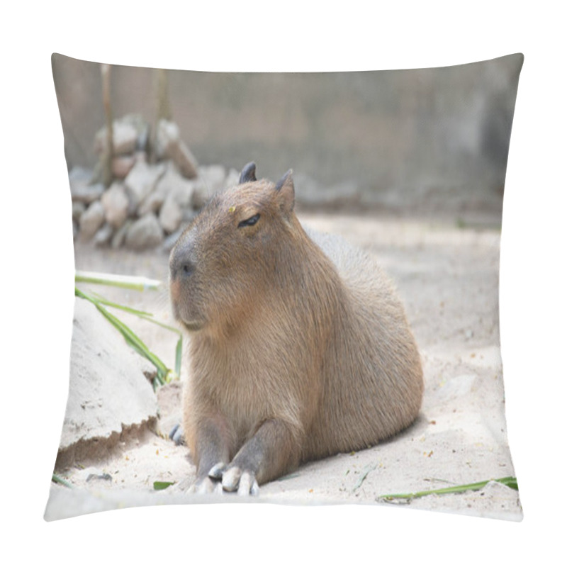 Personality  Funny Pose Of Capybara , A Giant Cavy Rodent Pillow Covers