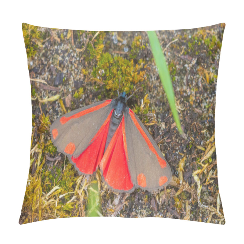 Personality  Cinnabar Moth, Tyria Jacobaeae, Resting In A Meadow Drying His Wings Under The Early Morning Sun. Pillow Covers