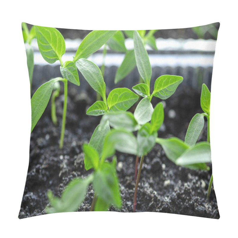 Personality  Pepper Seedlings Grow In The Soil For Seedlings And Are Ready For Planting In The Greenhouse. Plants Pillow Covers