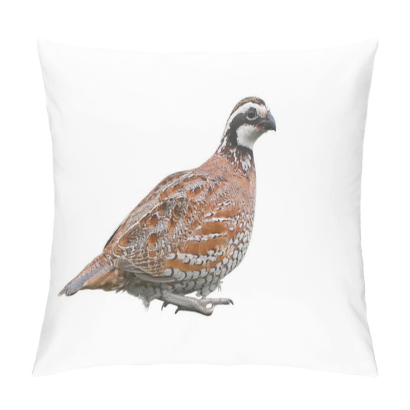 Personality  Male Northern Bobwhite Quail - Colinus Virginianus - Resting, Stock Photo Isolated Cutout On White Background Pillow Covers