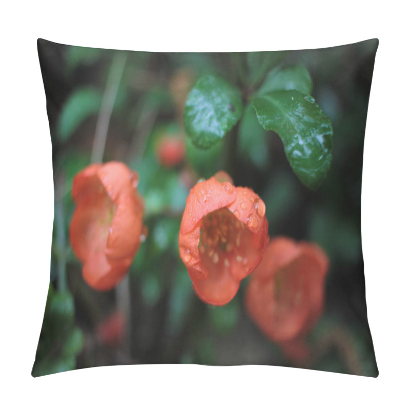 Personality  Early Spring Blooms Texas Scarlet Flowering Quince (Japanese Chaenomeles) Orange Or Red Flowers With Raindrops On The Petals. Selective Focus. Blurred Green Background. Pillow Covers