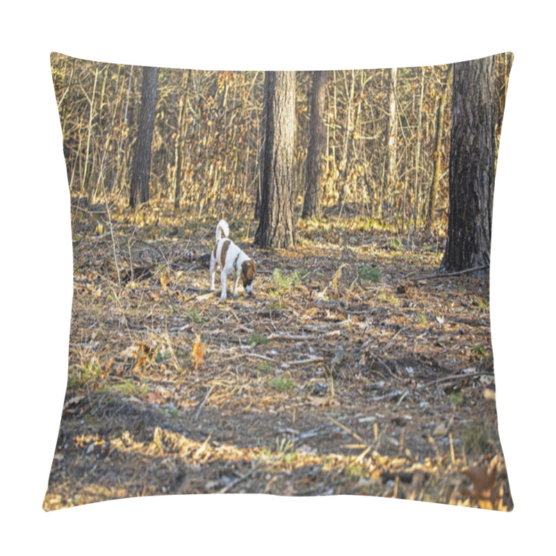 Personality  Beautiful Male Jack Russell Terrier Walking In The Forest On A Sunny Day Pillow Covers