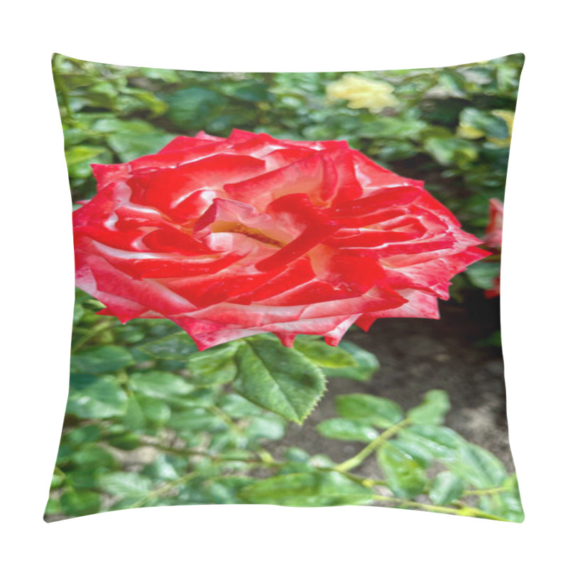 Personality  Macro Shot Of A Rose With Petals In Soft Gradient Shades, Surrounded By Vibrant Green Leaves. A Detailed, Natural, And Captivating Floral Image Showcasing Nature's Beauty. Pillow Covers