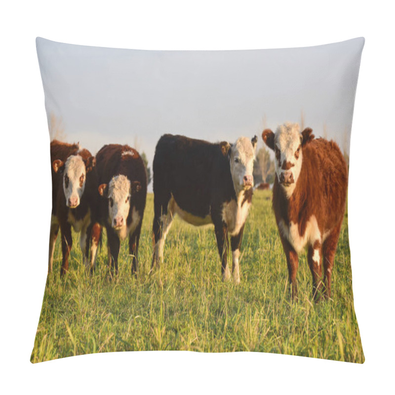 Personality  Steers Feeding On Natural Grass, Buenos Aires Province, Argentina Pillow Covers