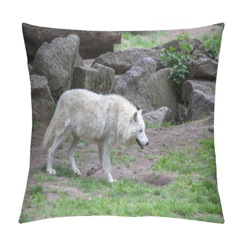 Personality  White Polar Wolf In Zoo Of Berlin Pillow Covers