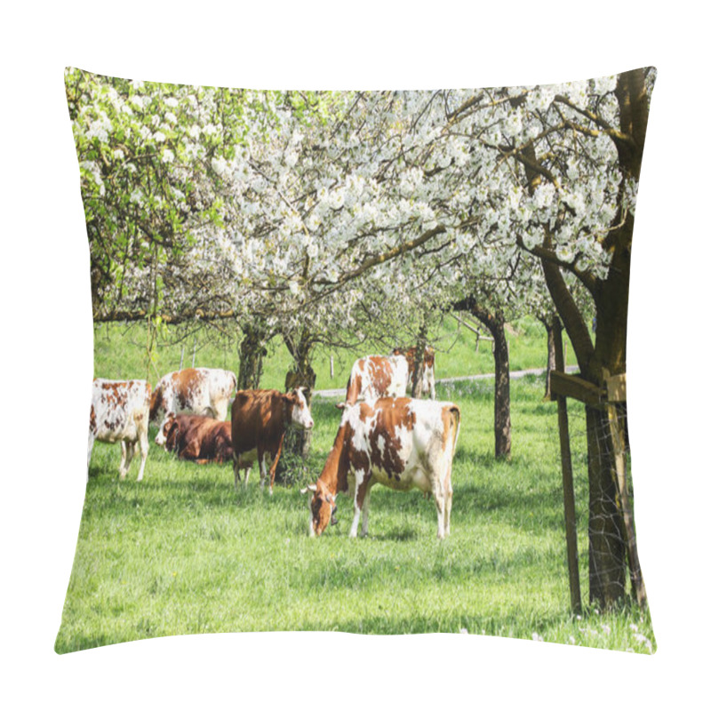 Personality  Herd Of Cows Grazing In A Blooming Orchard With Apple Tree And Pear Tree Flowers - An Eco-friendly Way Of Farming Pillow Covers