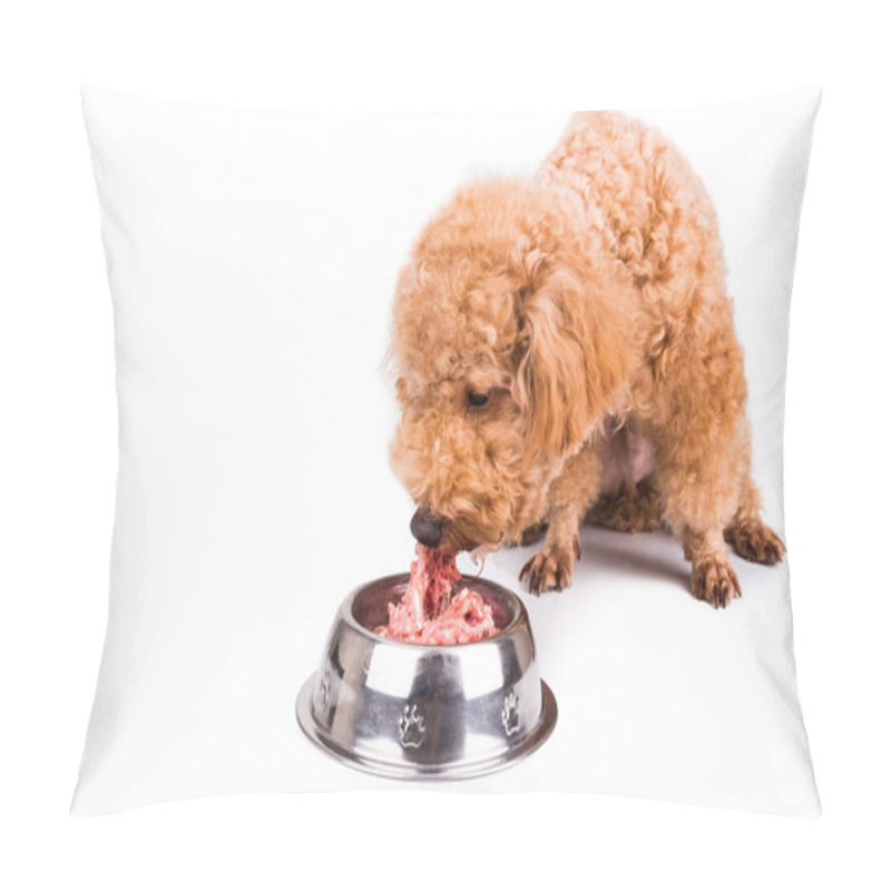 Personality  Poodle Dog Enjoying Her Nutritious And Delicious Raw Meat Meal Pillow Covers