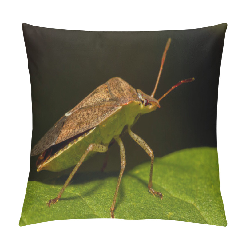 Personality  Macro Image Of A Southern Green Stink Bug (nezara Viridula) On A Green  Leaf. It Has Brown Autumn Coloration. It Is An Economically Important Pest That Feeds On Crops Such As Beans And  Soybeans.  Pillow Covers