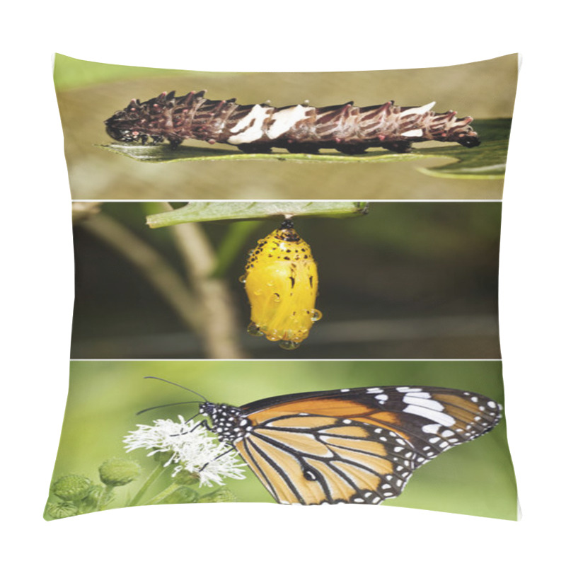 Personality  Life Cycle Pillow Covers