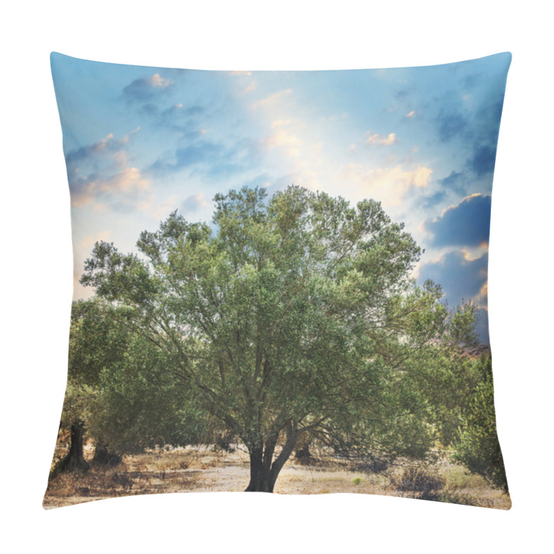 Personality  Olive Trees Garden. Pillow Covers